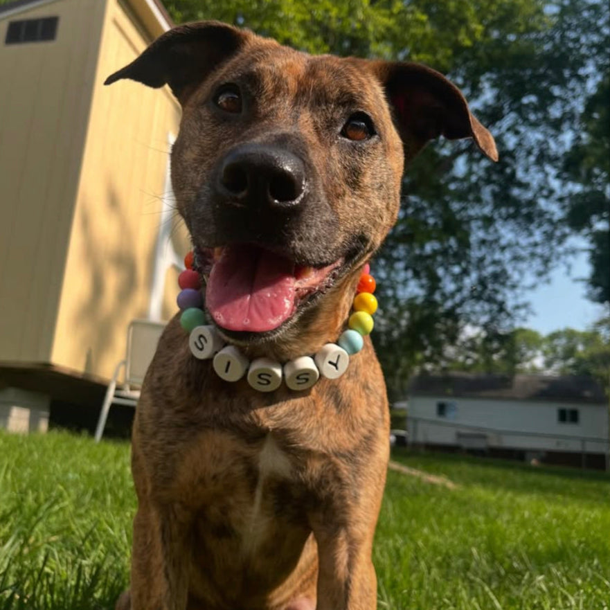 BFF Dog Collar + Free Matching Bracelet